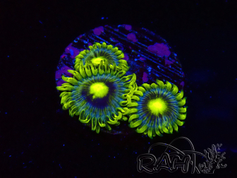 WYSIWYG - Zoanthus Corona