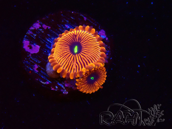 WYSIWYG - Zoanthus Red PPE 2G1