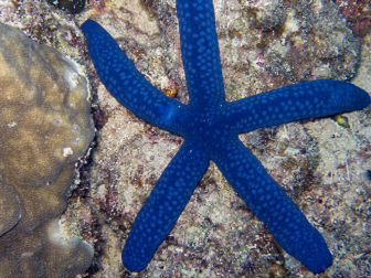Linckia laevigata 