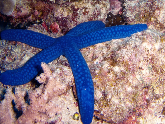 Linckia laevigata 