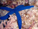 Linckia laevigata 