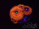 WYSIWYG - Zoanthus Red PPE