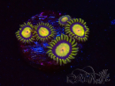 WYSIWYG - Zoanthus Tutti Fruity 2H11