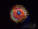 WYSIWYG - Zoanthus Happy People Eater 2I1