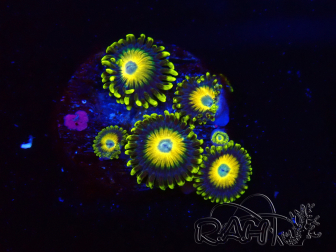 WYSIWYG Zoanthus Scrambled Eggs