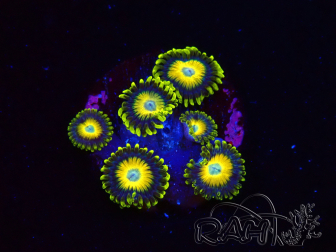 WYSIWYG - Zoanthus Scrambled Eggs 2L3