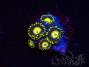 WYSIWYG Zoanthus Scrambled Eggs