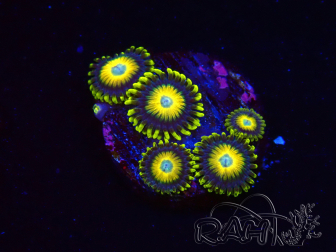 WYSIWYG Zoanthus Scrambled Eggs