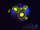 WYSIWYG - Zoanthus Scrambled Eggs 2L7