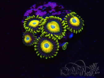 WYSIWYG Zoanthus Scrambled Eggs