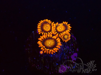 WYSIWYG - Zoanthus Orange Oxyde