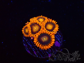 WYSIWYG - Zoanthus Orange Oxyde 2N3