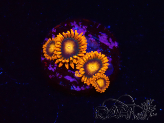WYSIWYG - Zoanthus Orange Oxyde