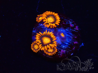 WYSIWYG - Zoanthus Orange Oxyde