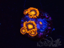 WYSIWYG - Zoanthus Orange Oxyde
