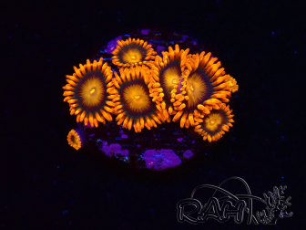WYSIWYG - Zoanthus Orange Oxyde 2N7