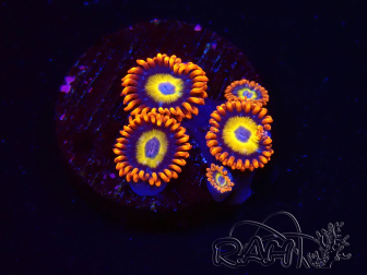 WYSIWYG - Zoanthus Blondies