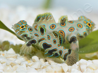 Synchiropus Picturatus ALLEVAMENTO FRANCIA 2-3 cm RAH