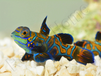 Synchiropus splendidus XS CRÍA FRANCIA RAH 2 cm