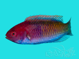 Cirrhilabrus cyanopleura 4-6 cm 