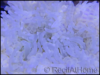 WYSIWYG heteractis malu Ultra White