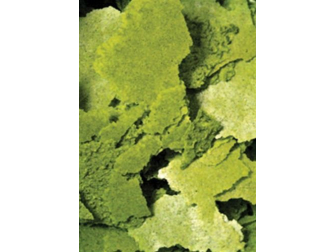 Formula two Flocons 34 grs Ocean nutrition