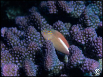 Paracirrhites arcuatus