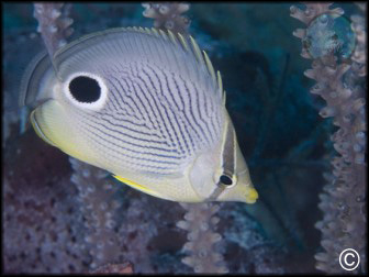 Chaetodon capistratus