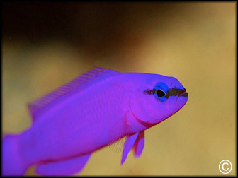 Pseudochromis fridmani
