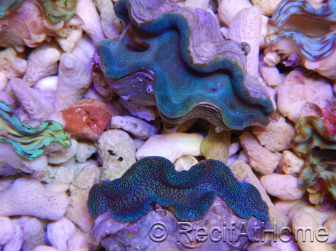 Tridacna squamosa Bleu vert 5-6 cm