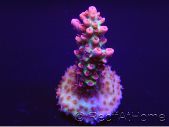Acropora microclados Strawberry Shortcake 