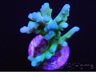 Acropora Turaki hawkins
