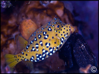 Ostracion cubicus
