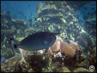 Naso brevirostris