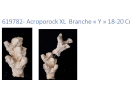 Acroporock XL Kit 13 pièces 619780