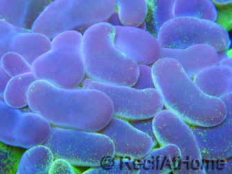 Euphyllia paraancora bi-color fluorescent green/pink S