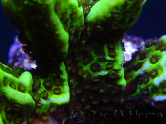 WYSIWYG- Montipora Spongodes S1