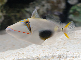 Rhinecanthus verrucosus