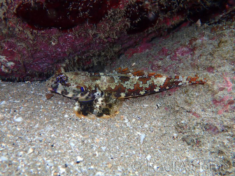 Neosynchiropus ocellatus