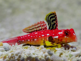 Pterosynchiropus moyeri