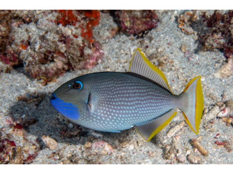 Xanthichthys auromarginatus male