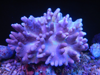 Sinularia polydactyla