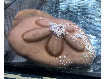 Clypeaster australasiae 