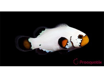 Amphiprion Sp Flurry Elevage USA PROAQUATIX