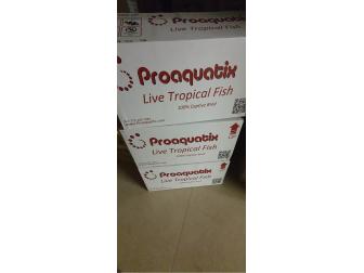 Amphiprion Black Ice Elevage USA PROAQUATIX
