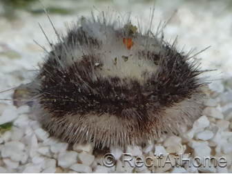Metalia sternalis oursin des sables