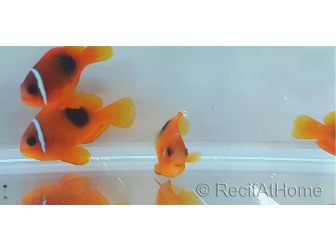 Amphiprion ephipium 3-4 cm élevage Bali aquarich
