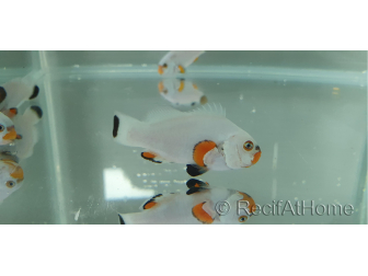 Amphiprion ocellaris platinium élevage Bali aquarich