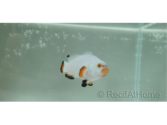 Amphiprion percula platinium élevage Bali aquarich