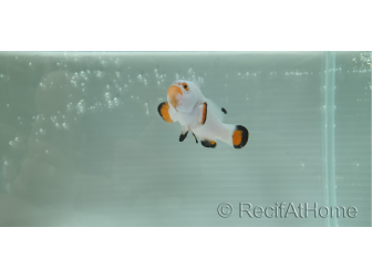 Amphiprion percula platinium élevage Bali aquarich